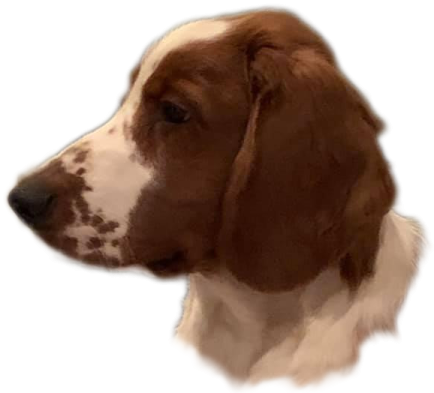 a brown and white dog with a black nose