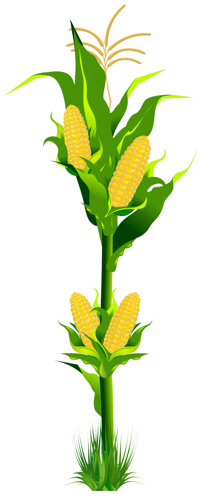 a corn plant with two stalks of corn