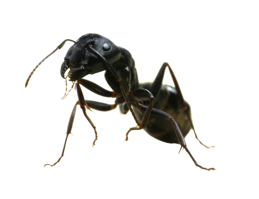 a close up of a black ant ant beetle