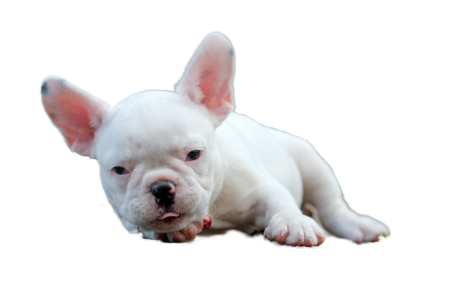 a small white dog laying down on the ground