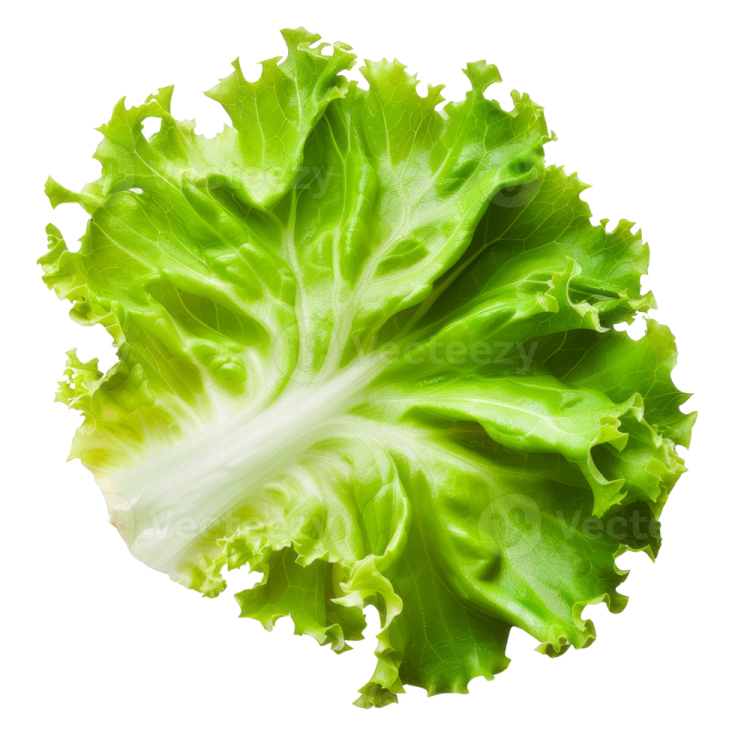 a lete leaf on a white background