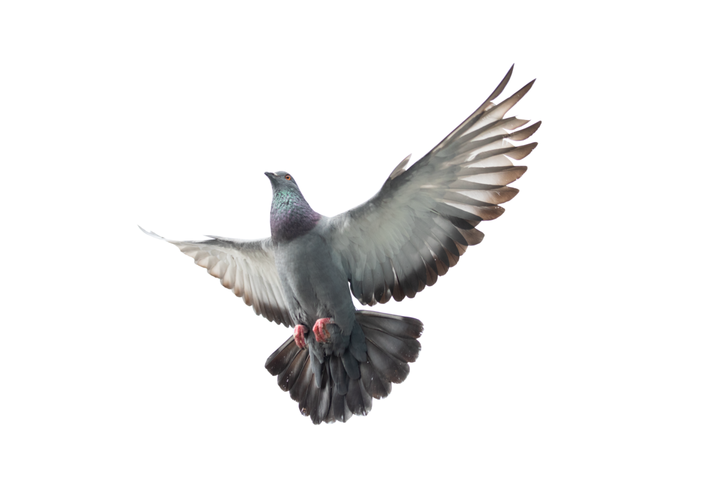 a bird that is flying in the air