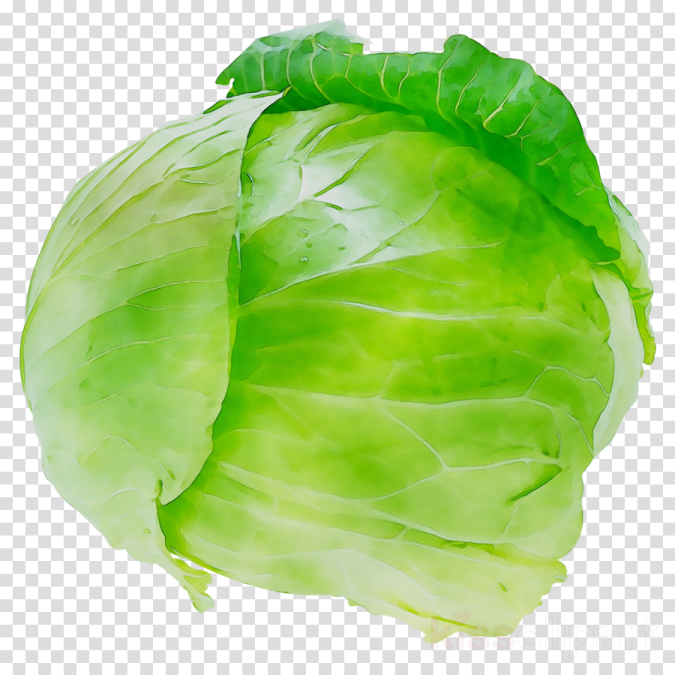 a head of cabbage on a transparent background