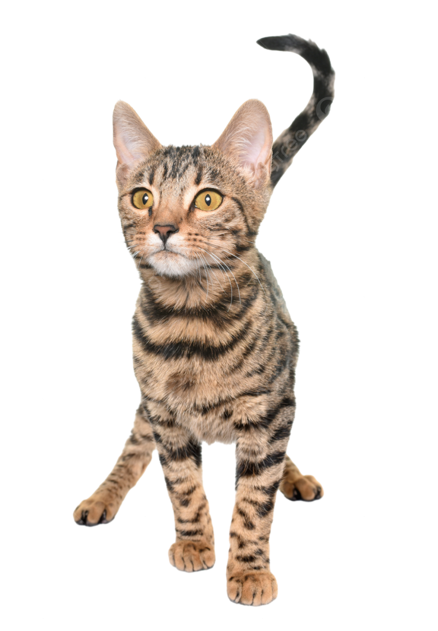 a small kitten standing on its hinds
