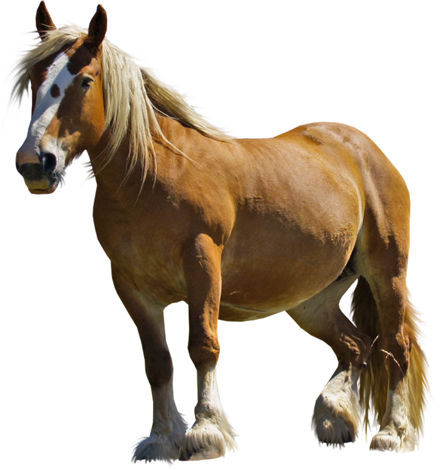 a brown horse standing on top of a white background