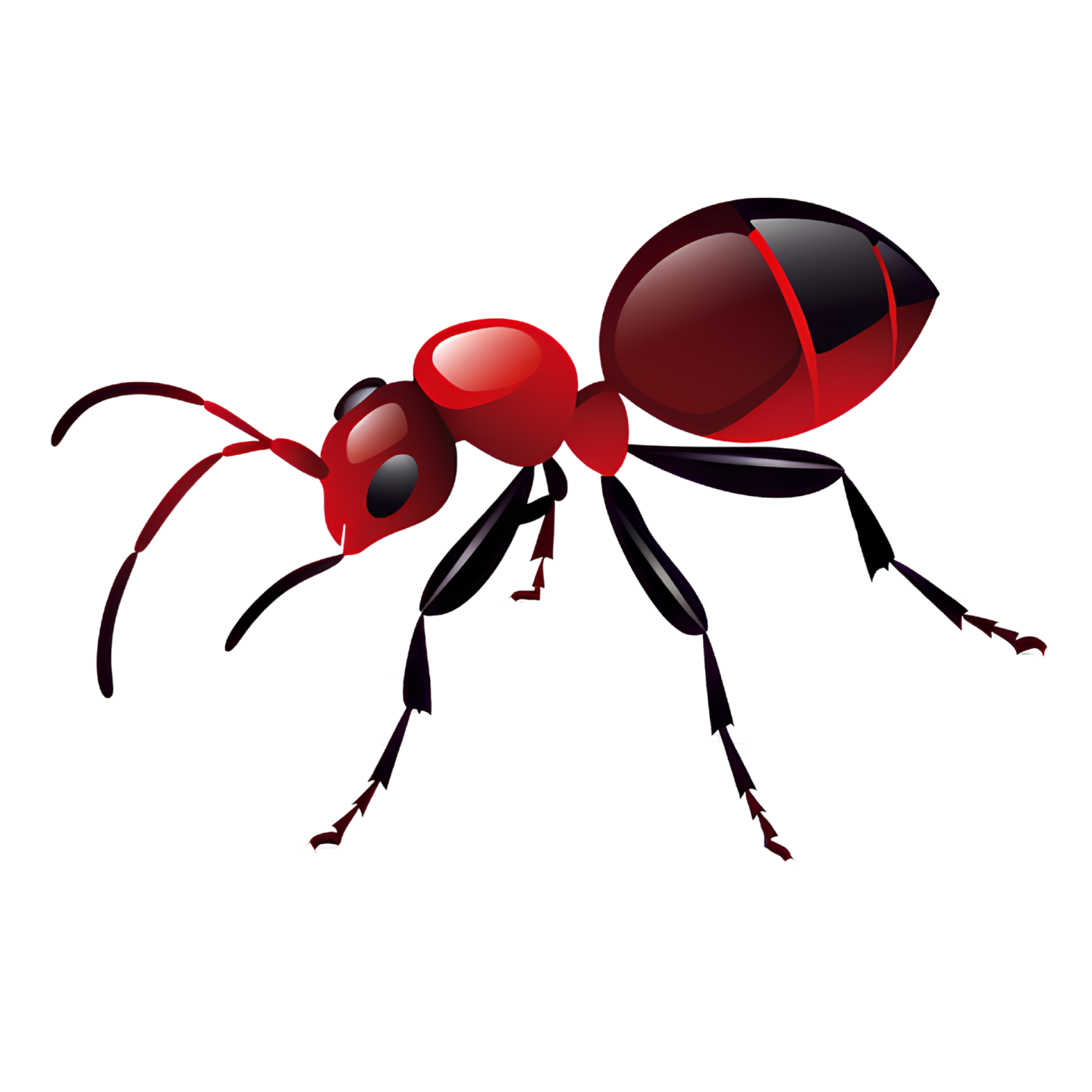 A red ant insect with black legs