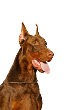 a brown dog with its tongue sticking out