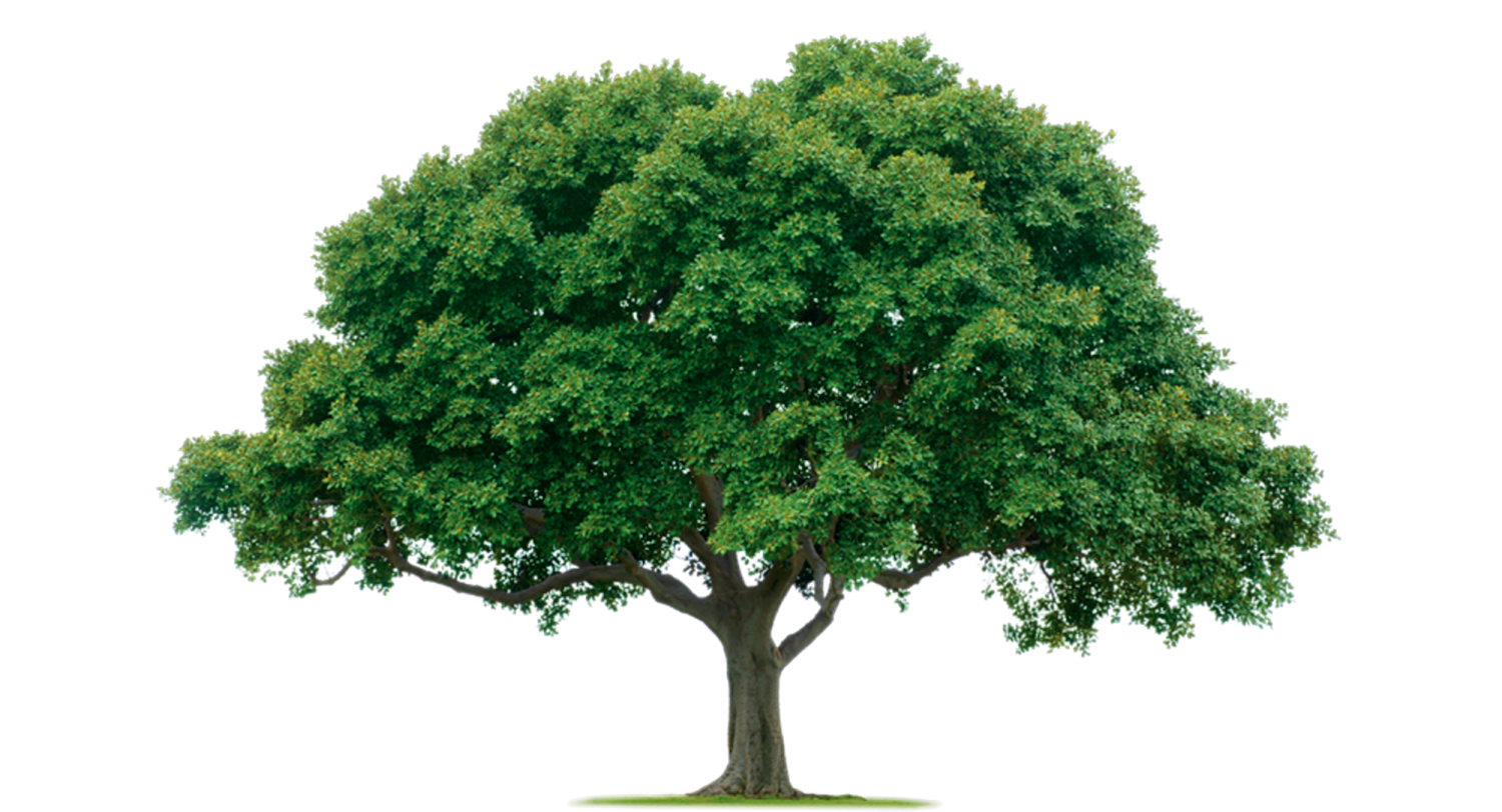 a tree on a white background