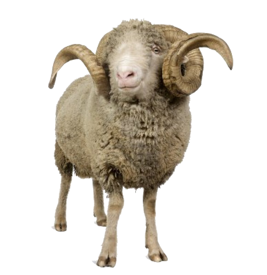 a sheep standing in front of a white background