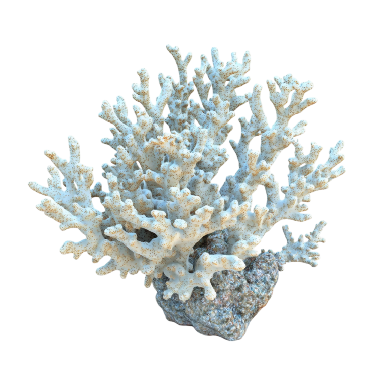 a coral on a white background