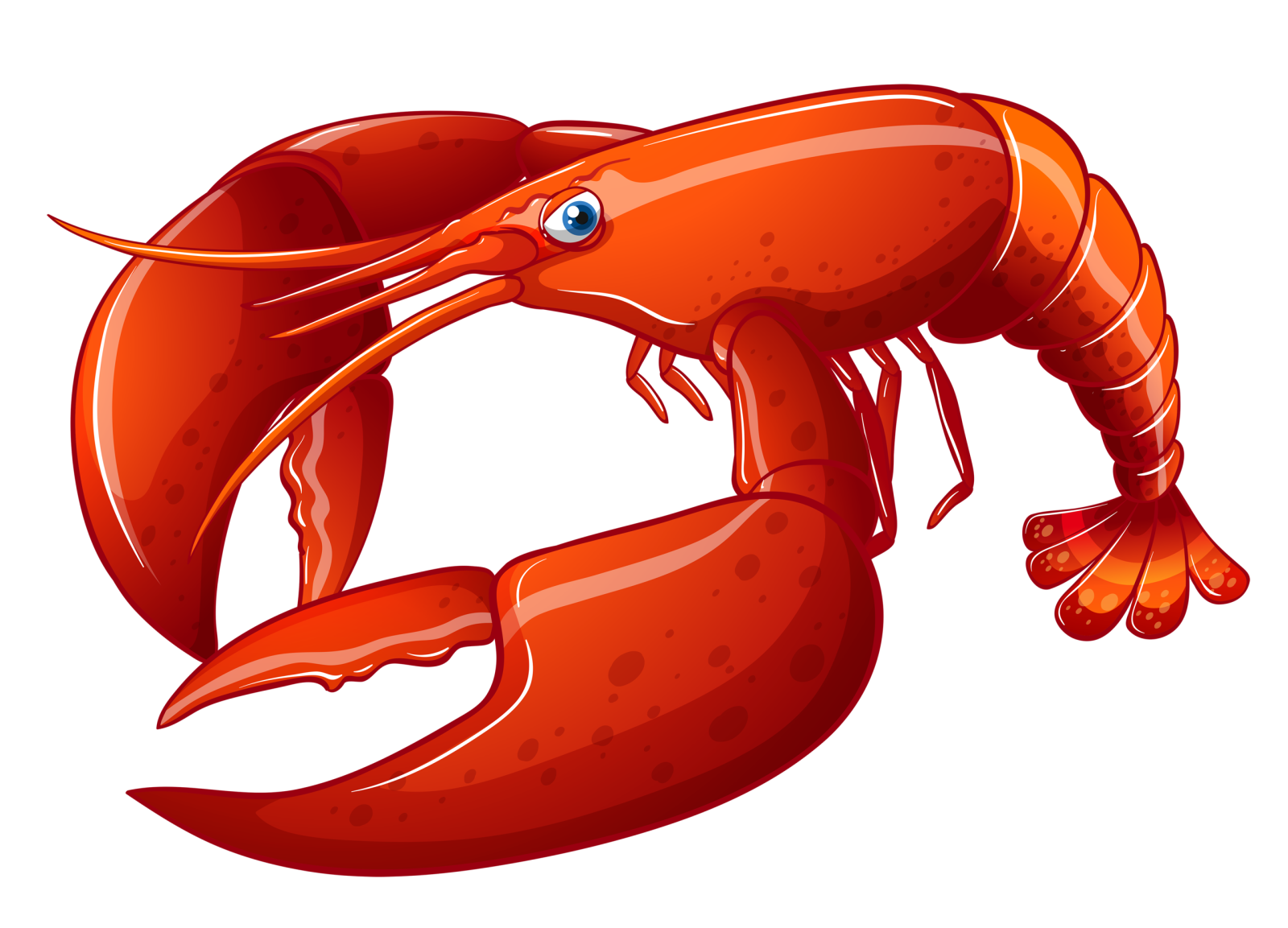 a red lobster on a white background