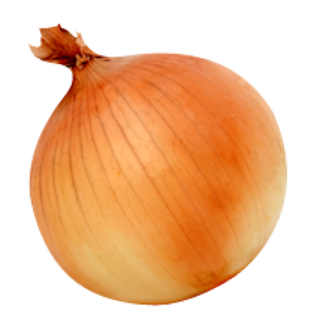 an onion on a white background