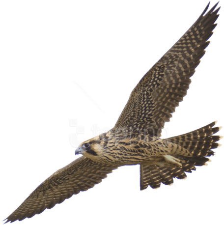 a bird flying in the air with its wings spread