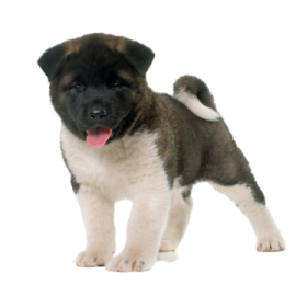 a small black and white puppy standing on a white surface