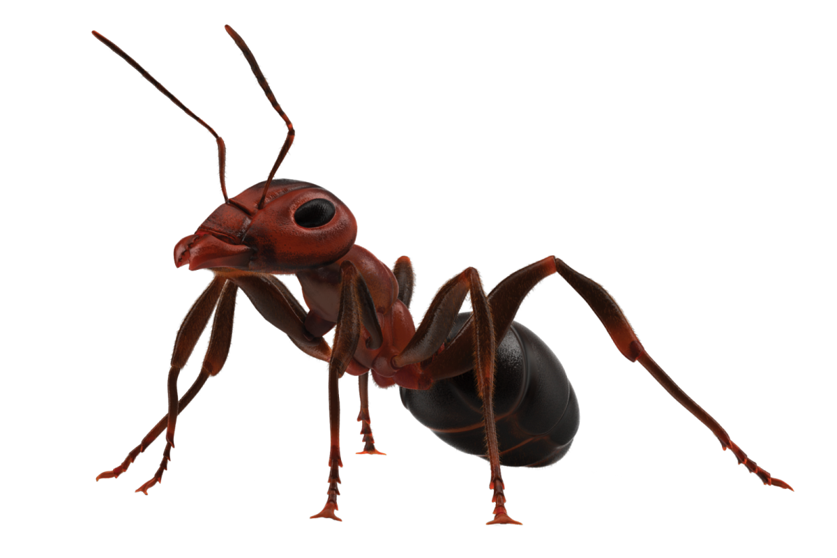 A red ant beetle on a white background