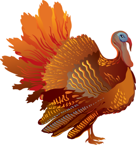 a turkey with orange feathers and blue eyes