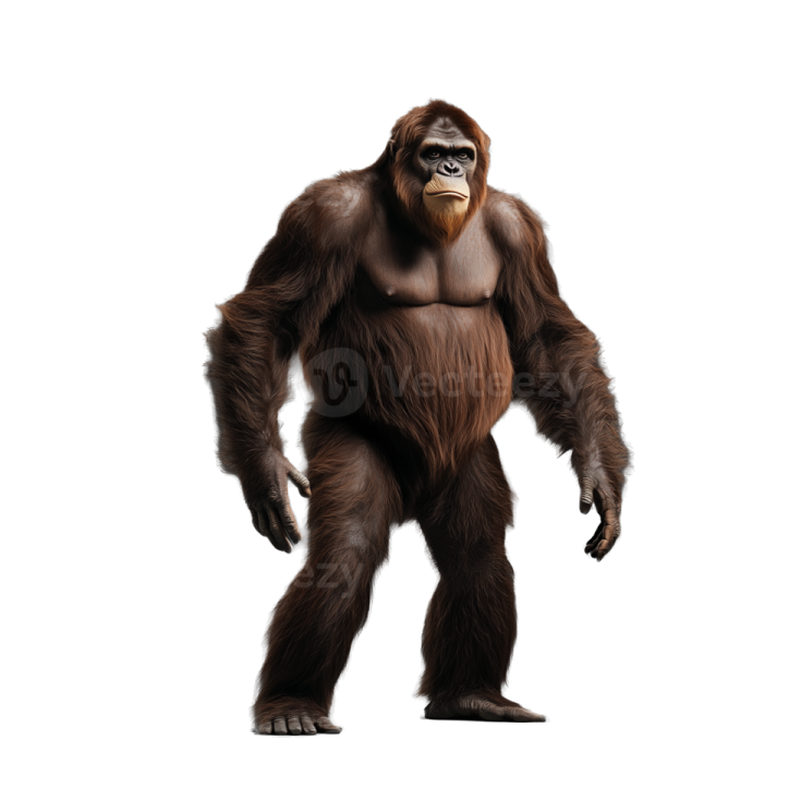 a bigfoot standing in front of white background