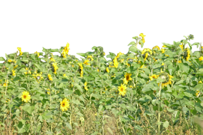a field of sunflowers