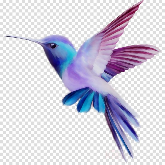 a hummingbird flying in the air with its wings spread