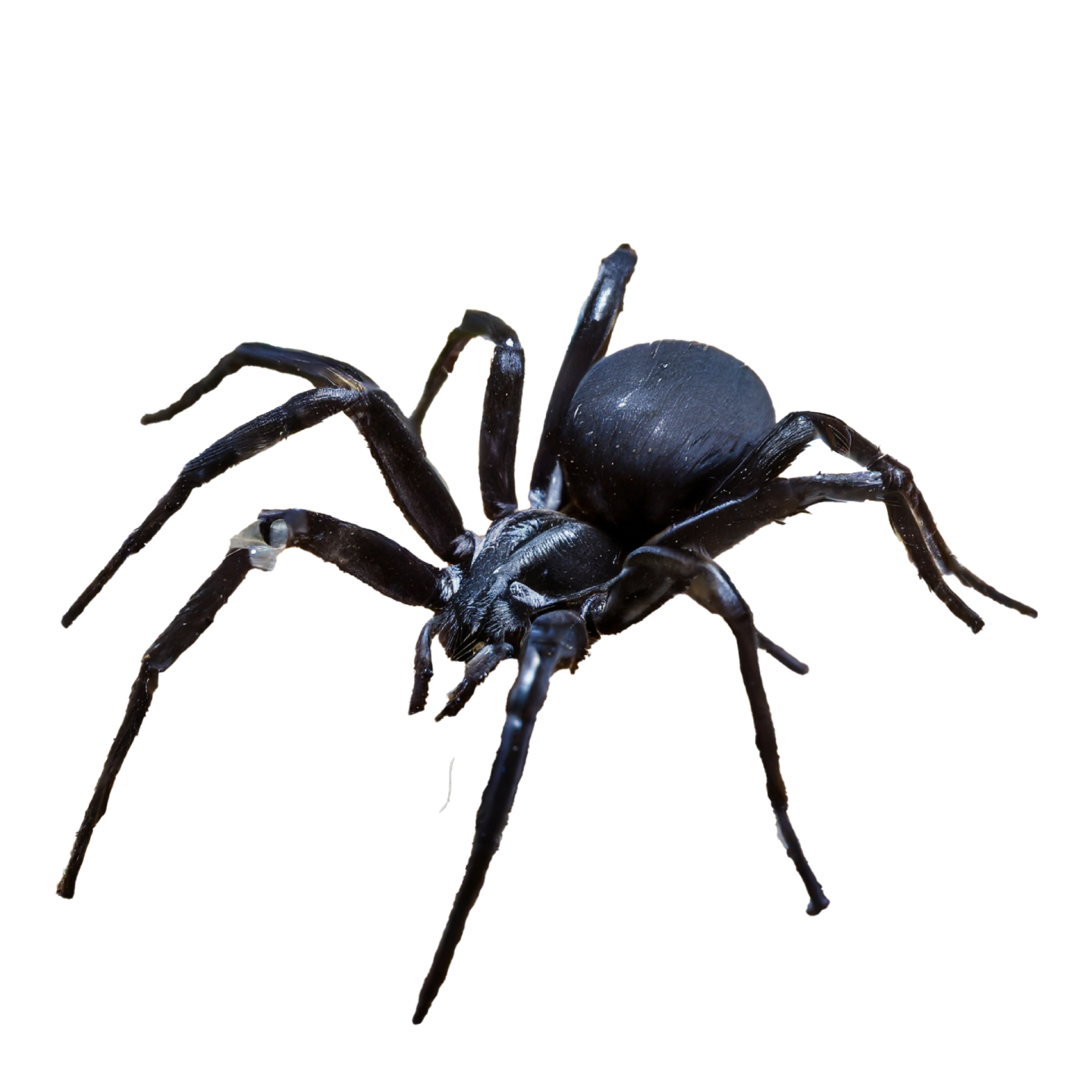 a large black spider on a white background