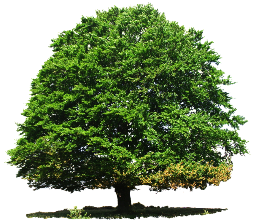 a large green tree on a white background