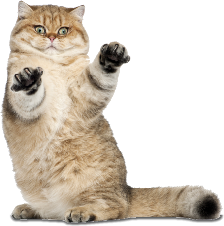 a cat with its paw raised up in the air