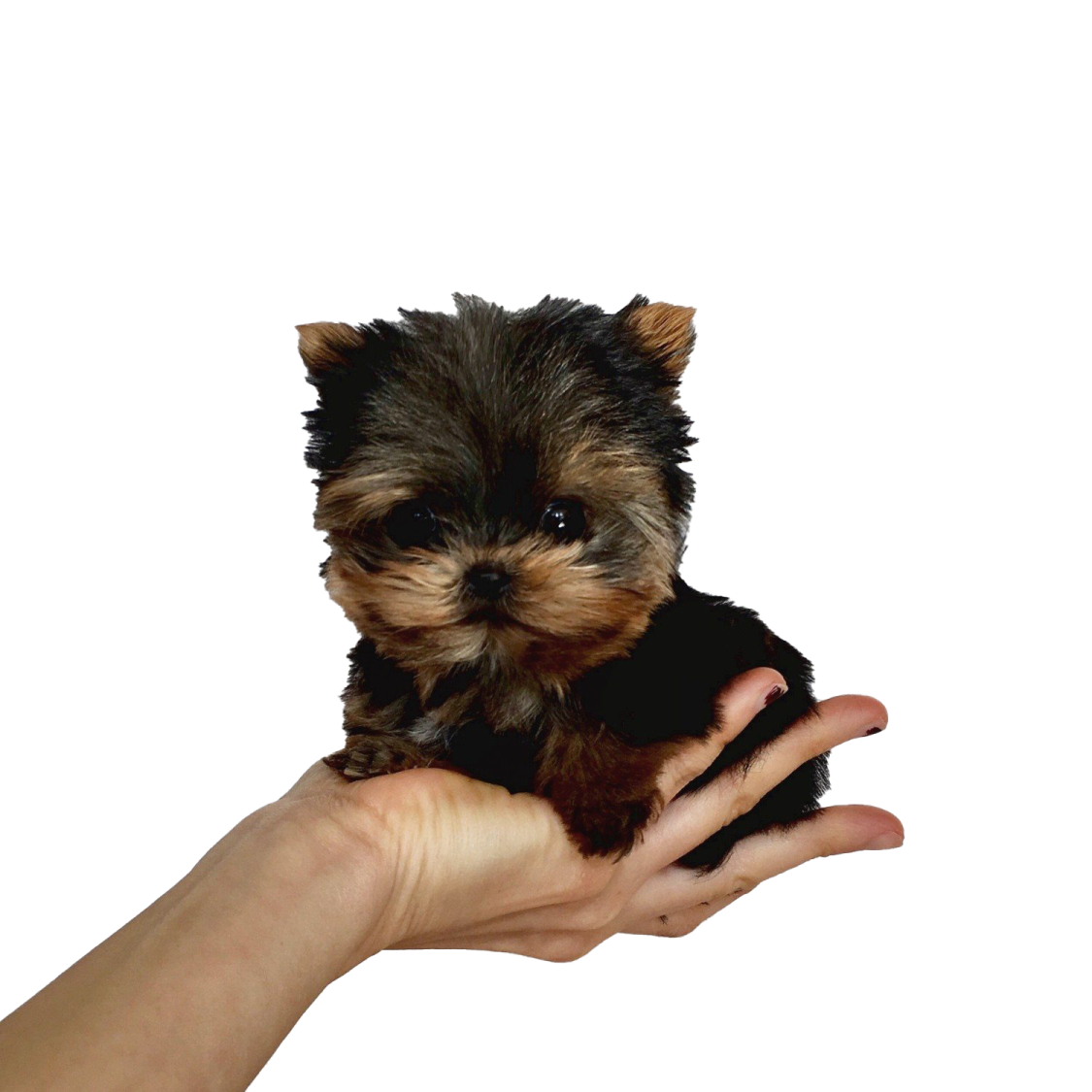 a person holding a small dog in their hand