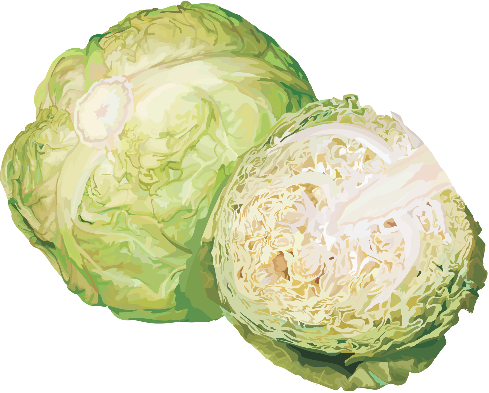 two cabbages on a white background
