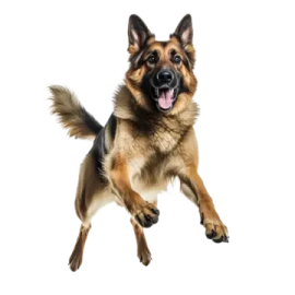 a german shepherd dog running on a white background