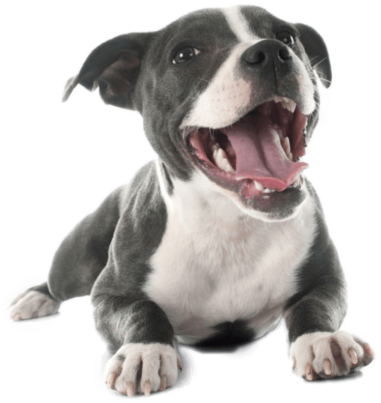 a black and white dog laying down with its mouth open