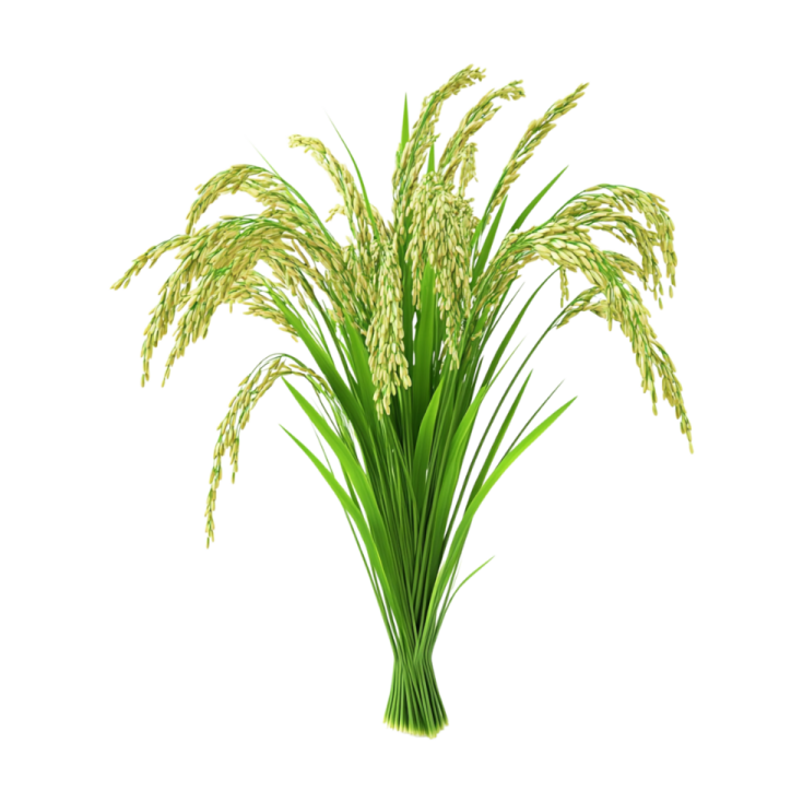 a bunch of grass on a white background
