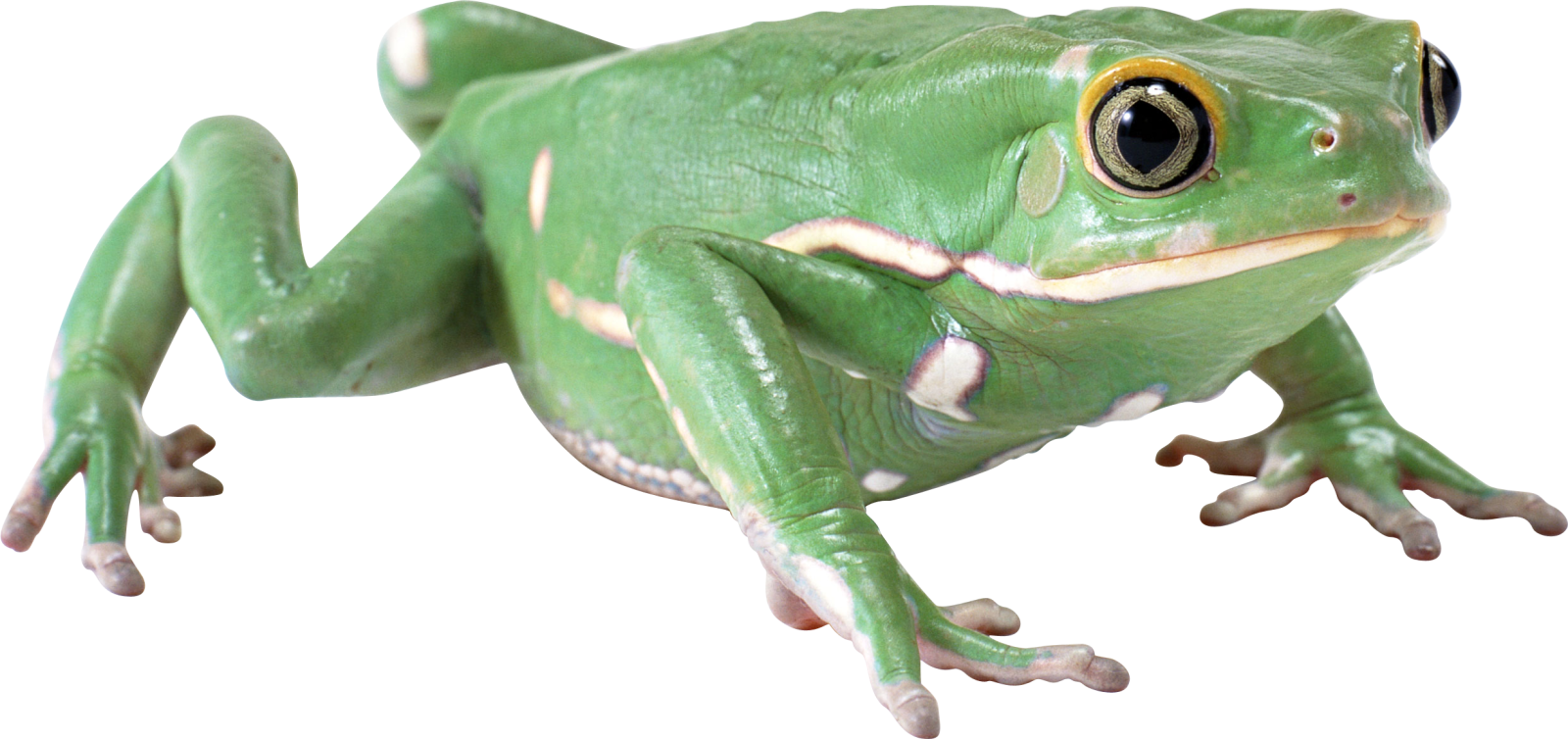 a green frog sitting on top of a white surface