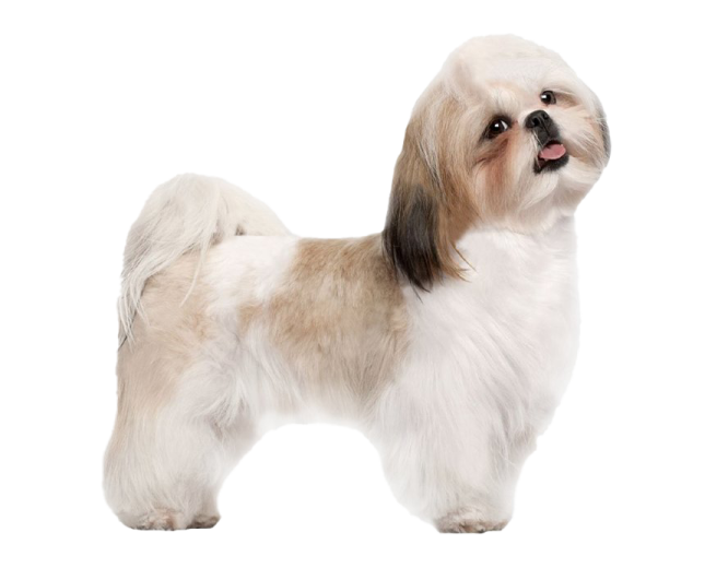 a small white and brown dog standing on a white background