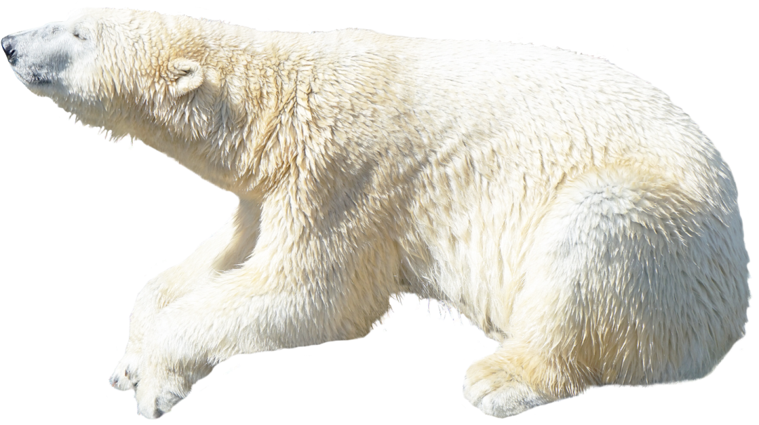a polar bear is walking in the snow