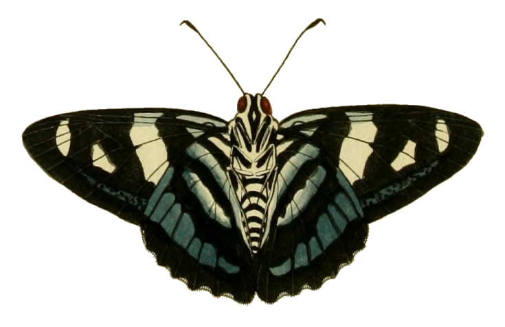 a black and white butterfly on a white background