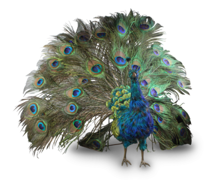 a peacock with its feathers spread out