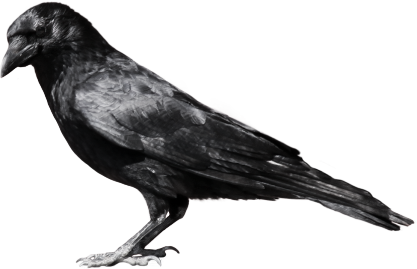 a black bird sitting on top of a white surface