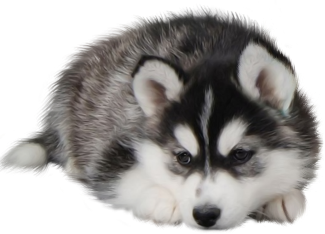 a puppy is laying down on the ground