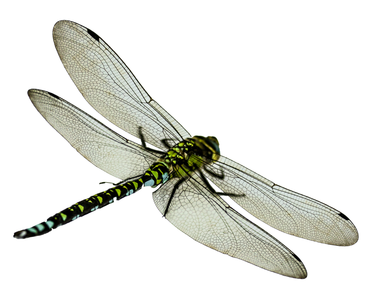 a dragonfly on a white background