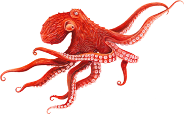 a drawing of an octopus