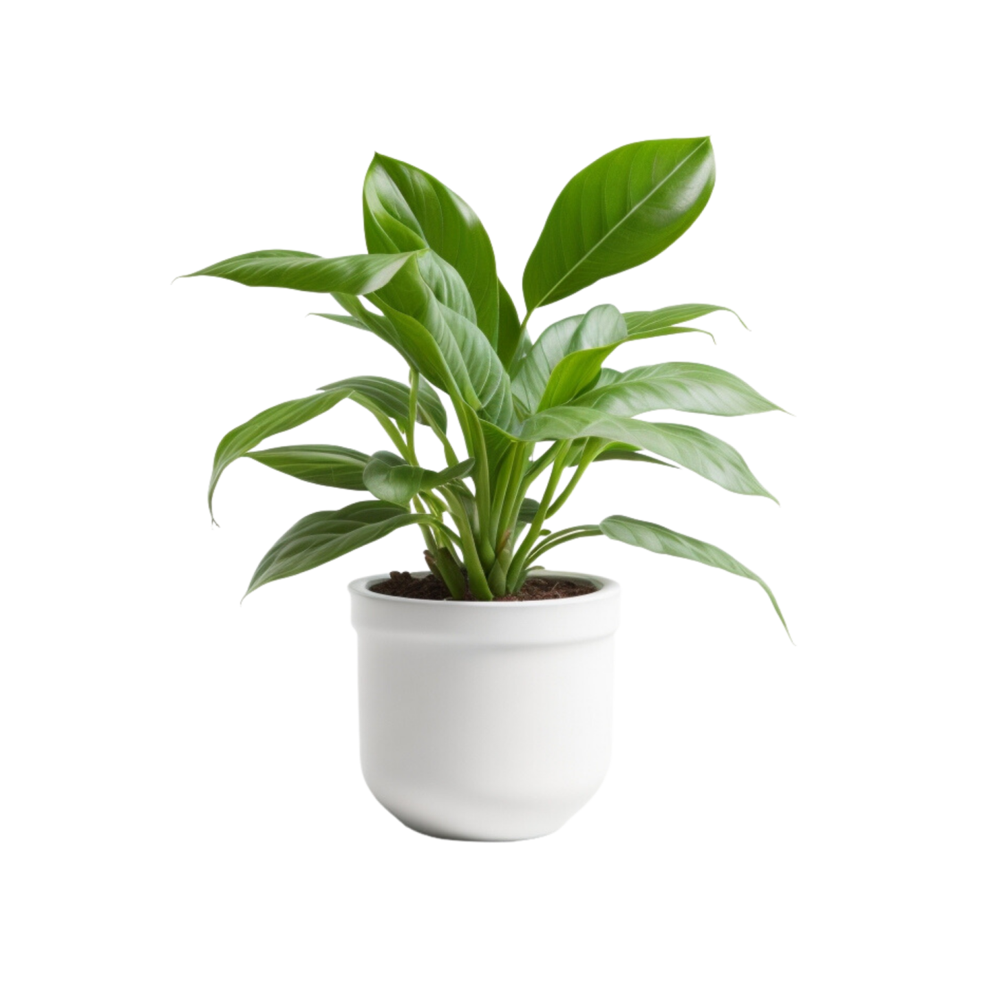 a green plant in a white pot