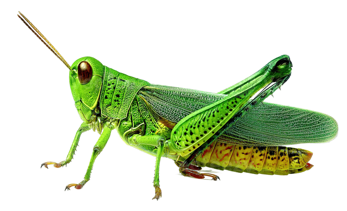 a green grasshopper on a white background