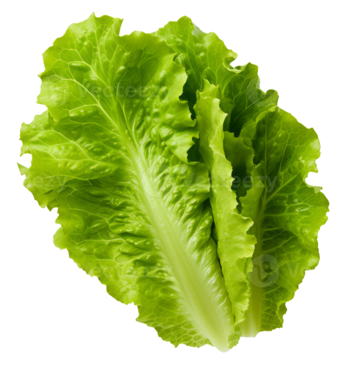 a lete leaf on a white background