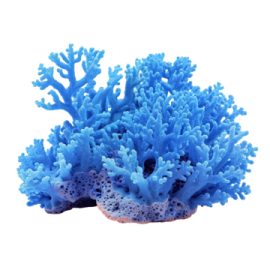 a blue coral on a white background