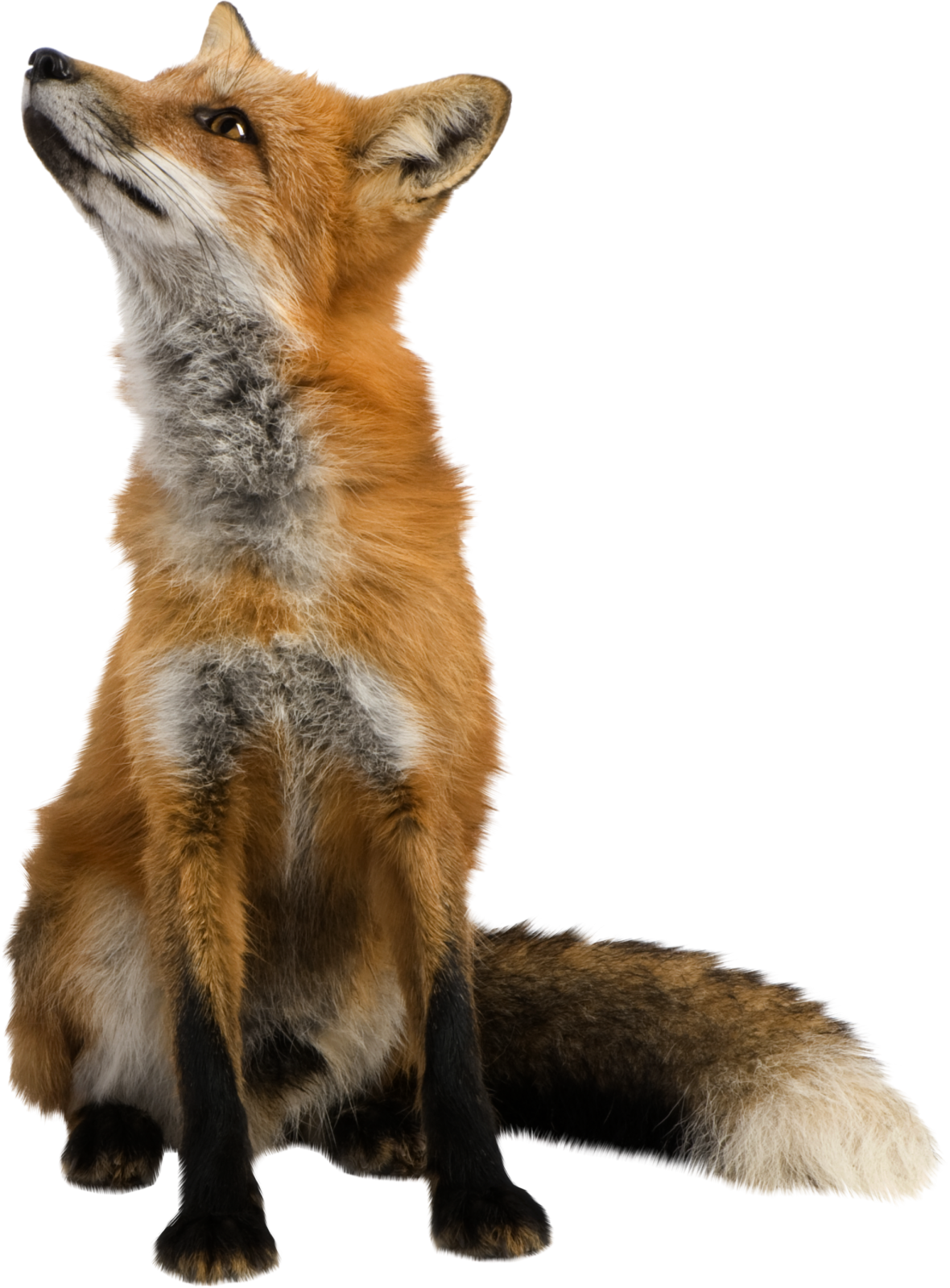 a red fox sitting down and looking up