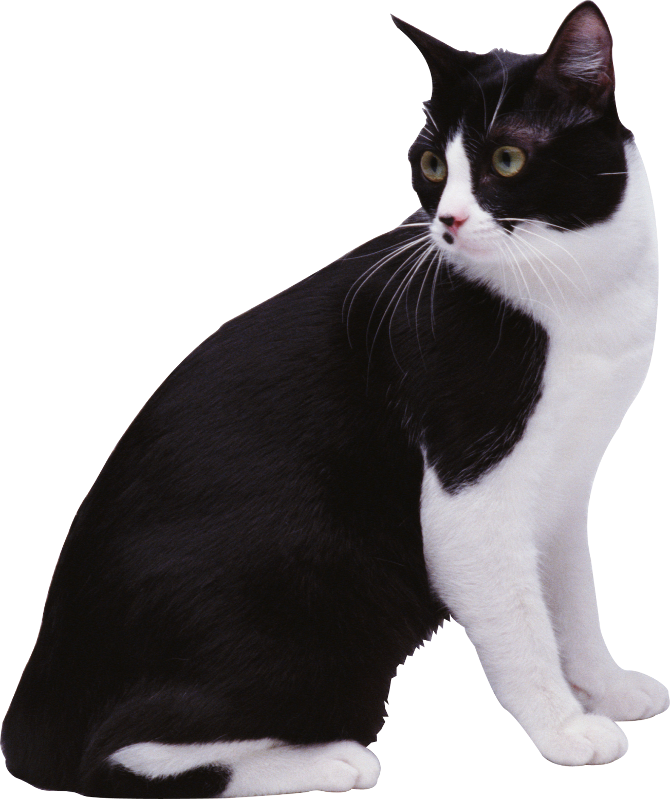 a black and white cat sitting on a white background