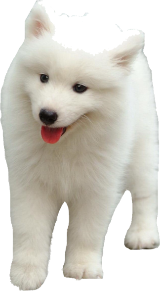a small white dog with its tongue out