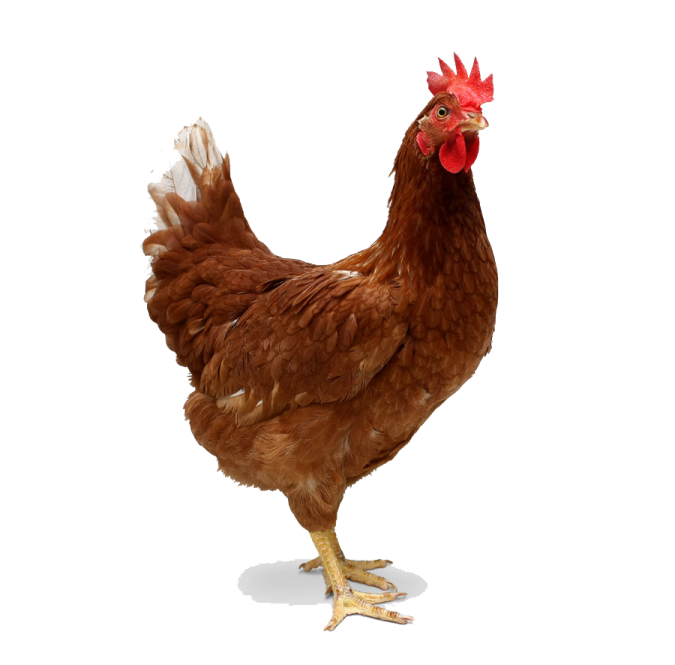 a brown chicken standing on a white surface