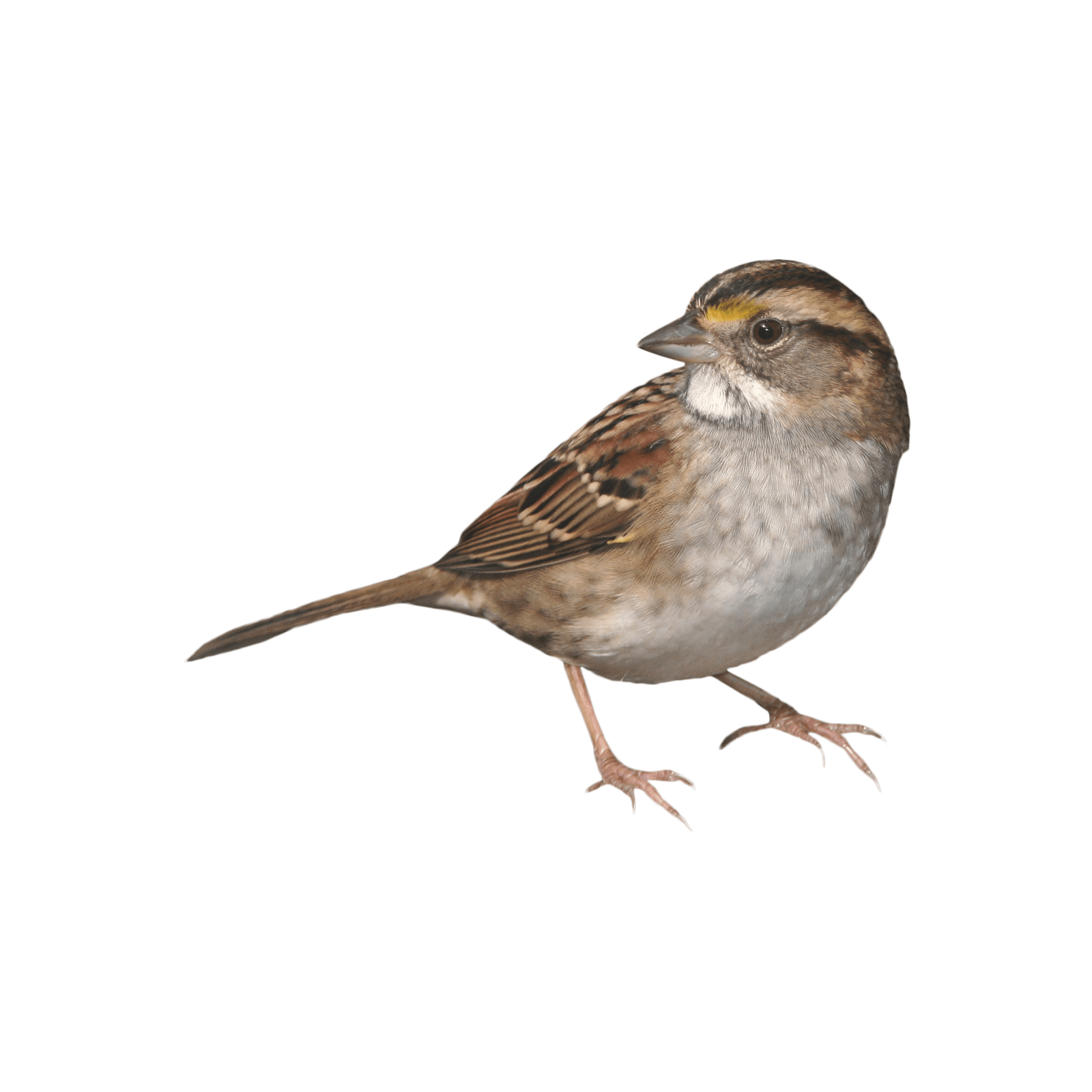a small bird standing on a white surface
