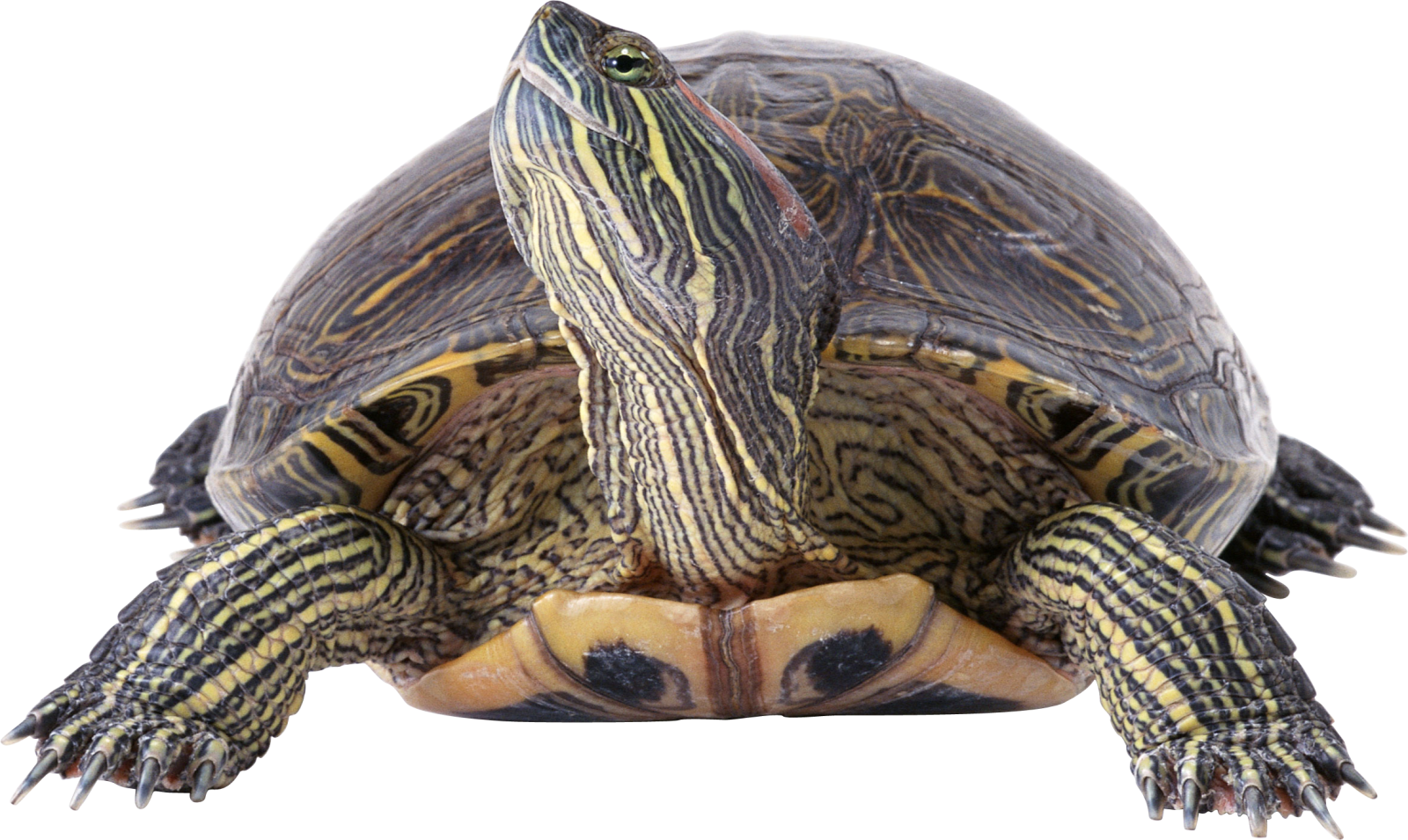 a turtle on a white background